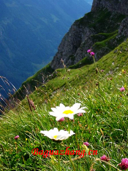 【信士、居士、道士、术士】